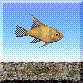 エンゼル・フィッシュ稚魚