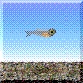 ブルーエンペラー稚魚