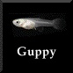 グッピー　稚魚
